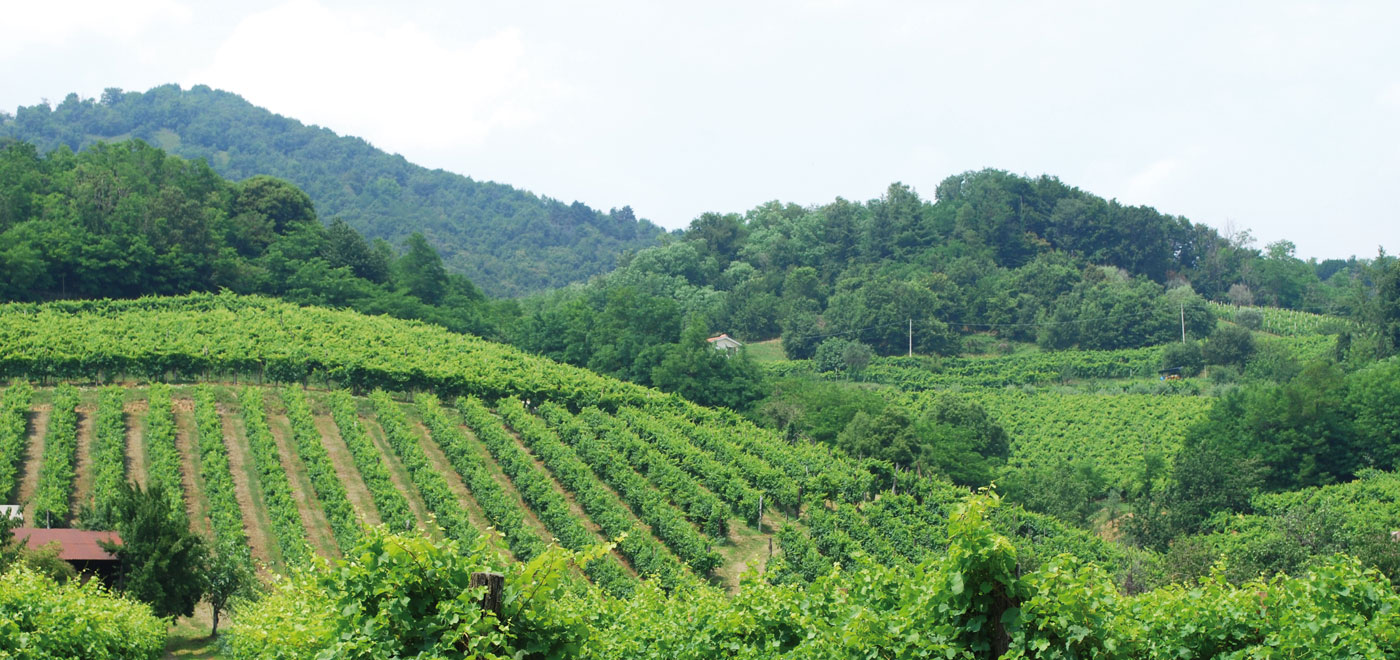 Agriculture in the Venetian hills