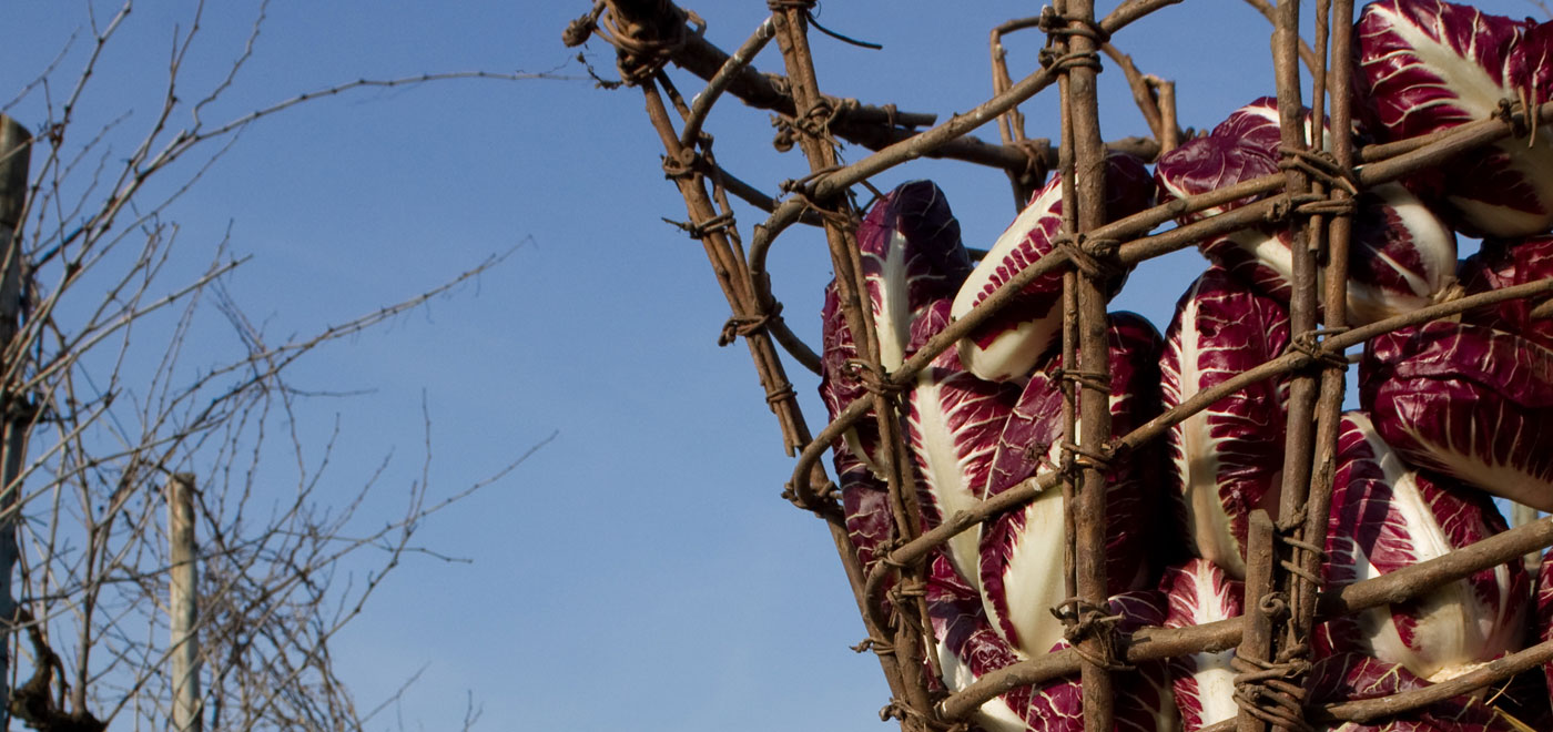 A basket full of red radish