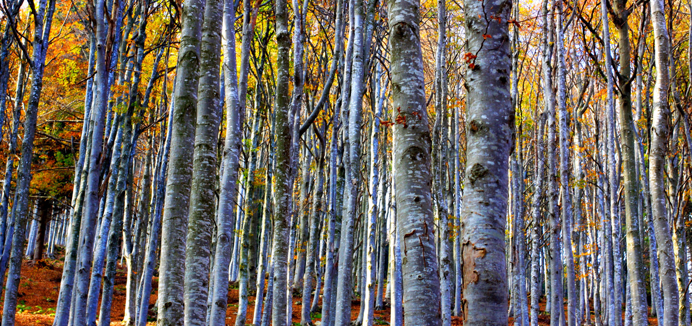 bosco d' autunno