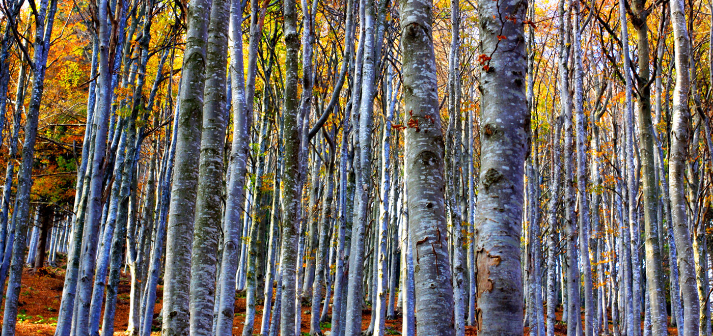 Autumn forest with yellow leaves