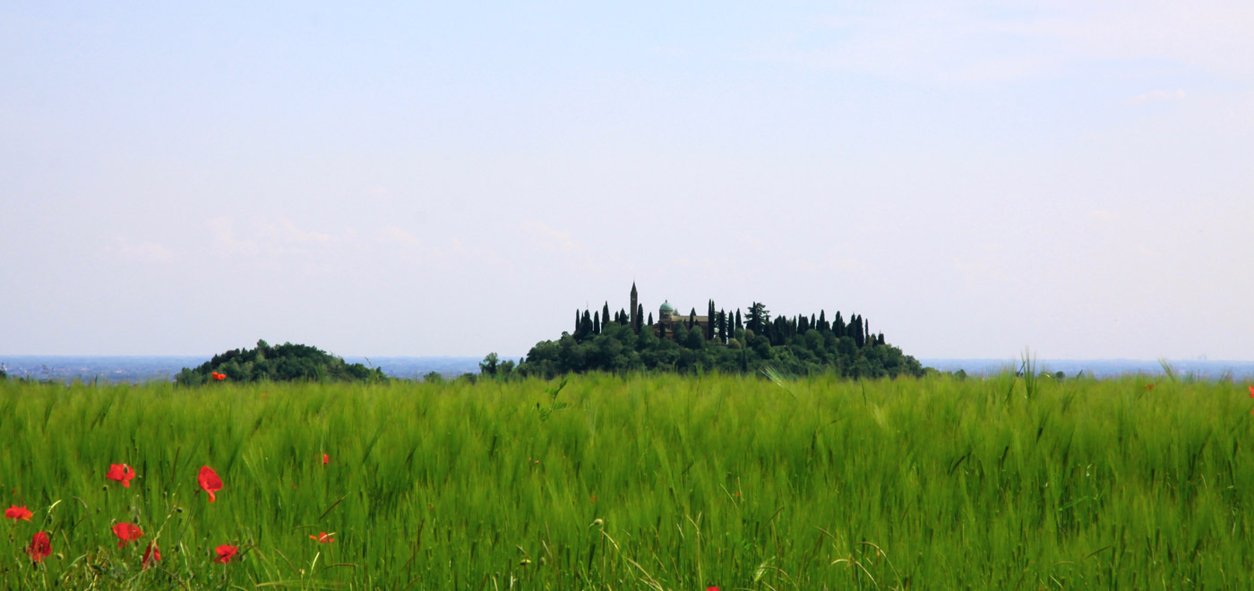 un prato primaverile verde con papaveri